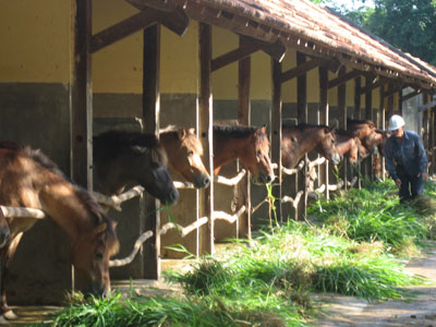 Ngựa ở Trại Suối Dầu được chăm sóc rất kỹ.