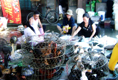 Cận Tết, lại lo cúm gia cầm