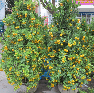 Vietnam Airlines vận chuyển quất, mai, đào