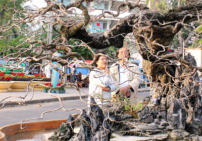 Cây me quý giá đến từ Ninh Hòa được nhiều người trầm trồ ngợi khen.