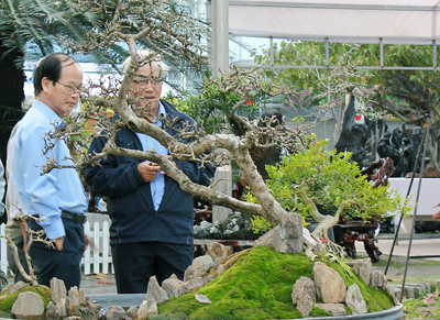 khá nhiều người dân và du khách, nhất là những người lớn tuổi đã tập trung về Công viên Yến Phi để chiêm ngưỡng các tác phẩm