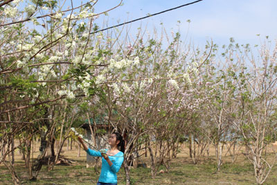 Hoa anh đào nở rộ tại Waterland Suối Thạch Lâm