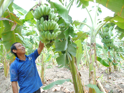 Vui mùa chuối Tết