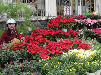 Thành phố Nha Trang rực rỡ những phố hoa. (Ảnh: T.A)