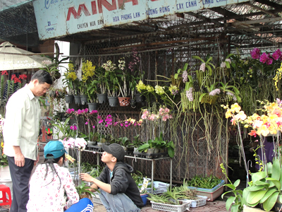 Khách chọn mua hoa lan.