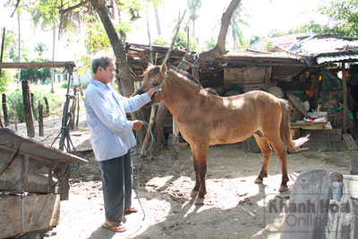 Ông Nguyễn Thạch bên chú ngựa kéo của mình.