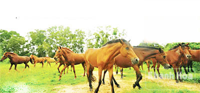 Thăm &quot;Đại bản doanh&quot;  nuôi ngựa cứu người