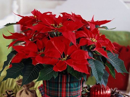    Trạng nguyên - loài hoa mang ý nghĩa của sự đỗ đạt.