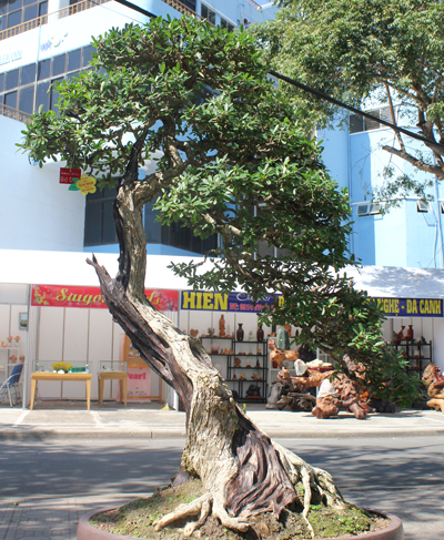 Cùng ngắm những tác phẩm đoạt giải tại Hội Hoa Xuân