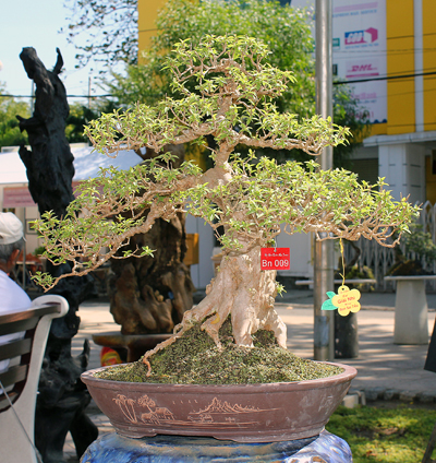 2 cây đoạt giải nhất, nhì bon sai tiểu.