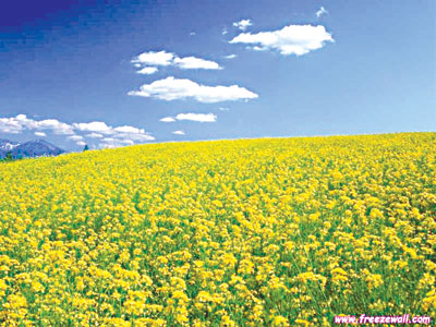 Mùa hoa cải ngồng