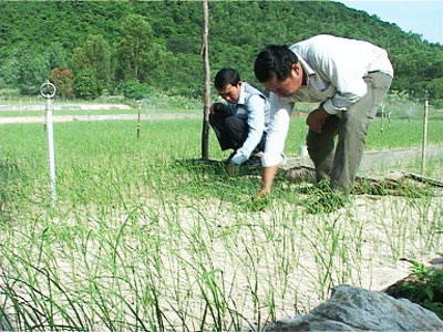 Làm giàu bằng đưa cây tỏi lên đồi