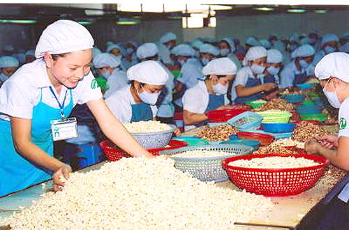 Việt Nam dẫn đầu về xuất khẩu hạt điều 8 năm liền