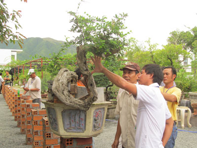 Chia sẻ kinh nghiệm tạo dáng cây cảnh tại quán cà phê Linh Sam (đường Phong Châu, TP. Nha Trang).