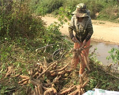 Mì mất mùa, mất giá