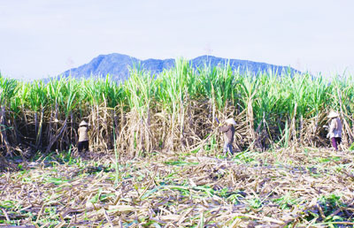 Vụ mía 2013-2014, nông dân không có lãi