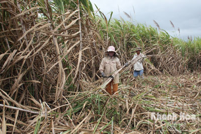 Khan hiếm lao động chặt mía. 