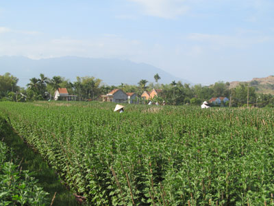 Làng hoa Ninh Giang: Cần một thương hiệu