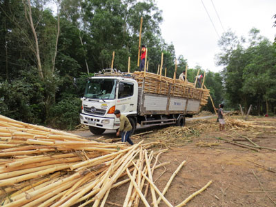 Cây keo được giá, nhưng nhiều người dân Khánh Vĩnh không có đất sản xuất để phát triển kinh tế vườn rừng. 