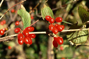 Bài thuốc trị loãng xương