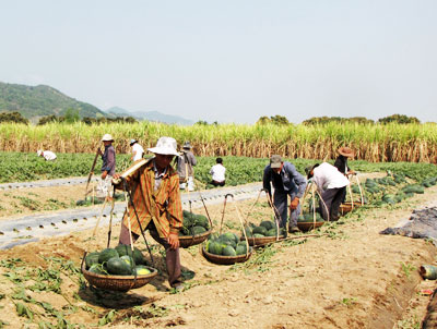 Thu hoạch dưa tại xã Cam Hiệp Bắc.