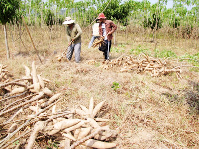 Giá mì có lợi cho nông dân