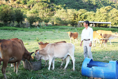 Chuyện nuôi bò ở Ninh Đảo