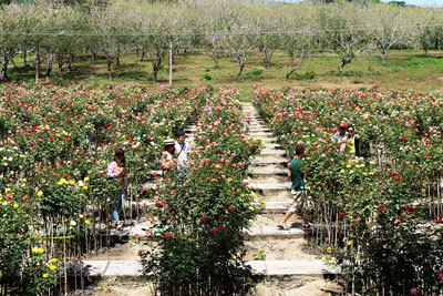 Mở thêm nhiều dịch vụ mới