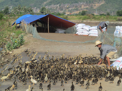 Mối lo từ việc tái đàn ồ ạt