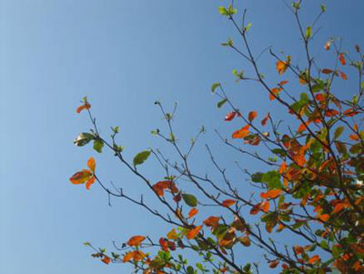 &quot;Bàng son nhuộm thắm trời xuân&quot;