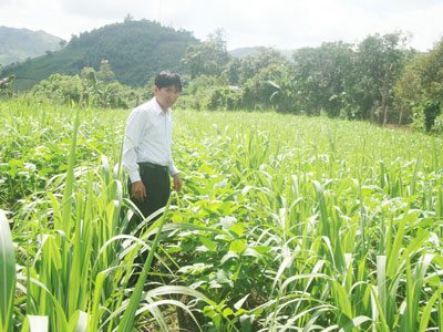 Trồng mía xen bắp hoặc cây họ đậu cho năng suất cao.