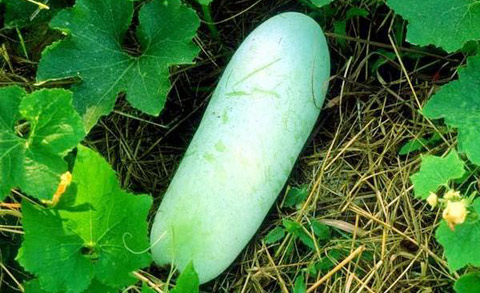 Nước ép bí đao chữa bệnh