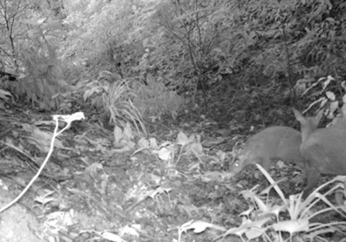 Phát hiện loài mang được coi là tuyệt chủng ở Thanh Hóa