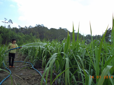 Người phụ nữ Raglai làm kinh tế giỏi
