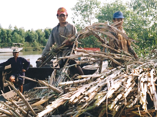Tạo chất béo sản xuất nhiên liệu từ bã mía