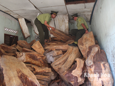 Phát hiện 4 kho gỗ bách xanh cất giấu trái phép
