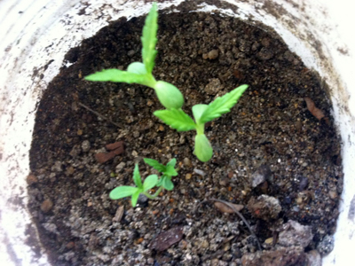 Xử phạt đối tượng trồng cần sa trong vườn nhà