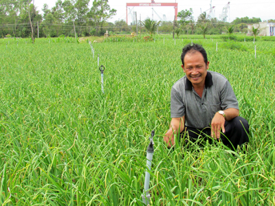 Tỏi của người Lý Sơn trên đất Khánh Hòa