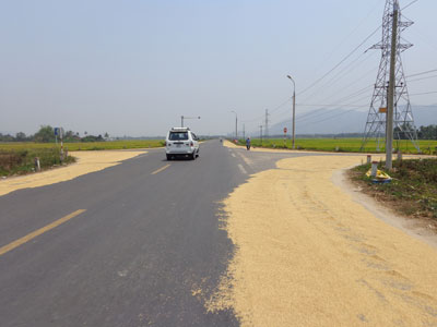 Phơi lúa trên đường