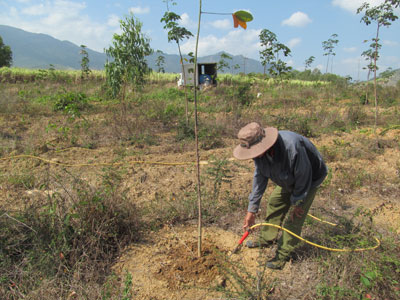 Thông tin ô nhiễm hóa chất do trồng cây cao su: Chưa có cơ sở