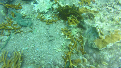 Có tình trạng khai thác hải sản?