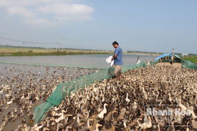 Nhọc nhằn nuôi vịt chạy đồng