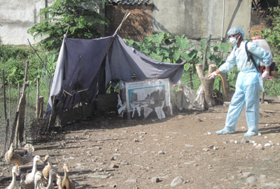 Dịch cúm gia cầm ở Ninh Hòa: Vẫn phát sinh ổ dịch mới