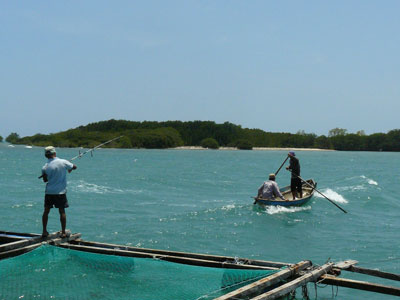 Vùng biển nơi phát hiện cá mập con.