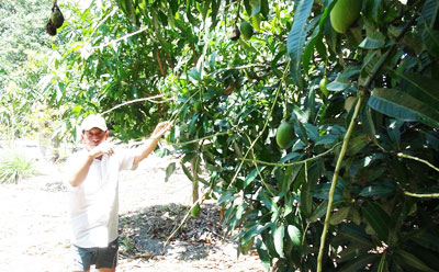 Vườn xoài thưa thớt quả của ông Nguyễn Hữu Kính.