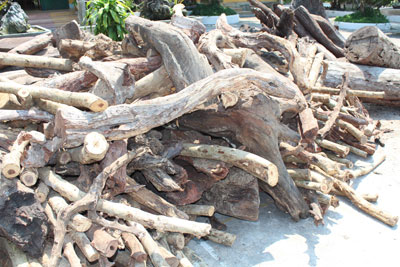 Xử phạt 3 người nước ngoài mua bán trái phép lâm sản