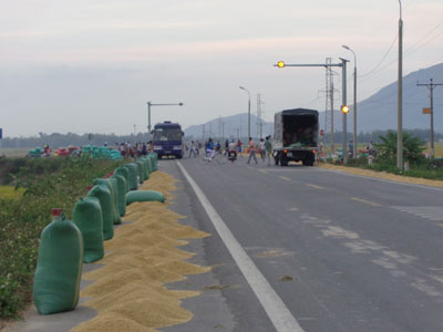 Đường hay nơi tập kết lúa?