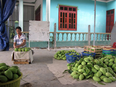 Cước phí tăng, giá xoài giảm: Chủ vựa và nông dân lao đao