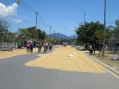 Phơi lúa trên đường