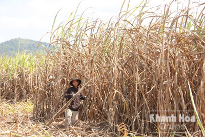 Thấp thỏm mía cuối vụ